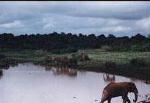 /photo.cms?msid=40069305